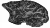 FA Map of Primate Brain